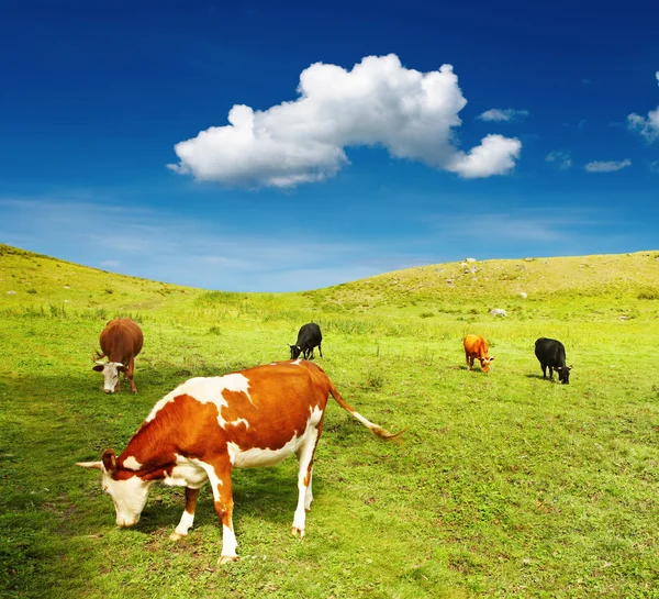 Legeltetett tehenek — Stock Fotó