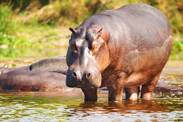 Wild hippo — Stock Photo, Image