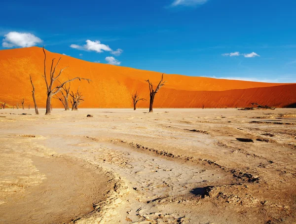 나미브사막 — 스톡 사진