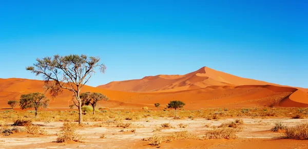 Namib sivatag — Stock Fotó