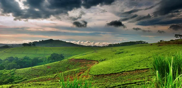 在乌干达的茶叶种植园 — 图库照片