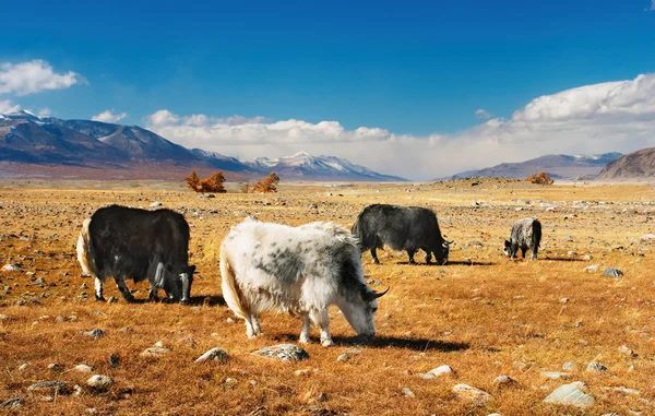 Grazing yaks — Stock Photo, Image