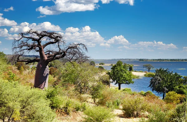 Rio Chobe no Botsuana — Fotografia de Stock