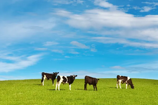 Grazing calves — Stock Photo, Image