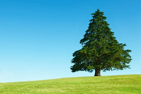 Yalnız ağaç üzerinde yeşil alan — Stok fotoğraf