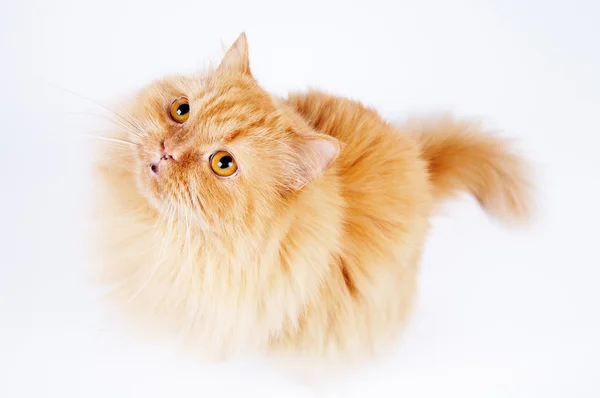 Cat Royalty Free Stock Images