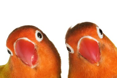 Lovebirds clipart