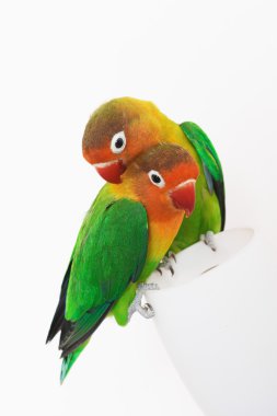 Lovebirds clipart