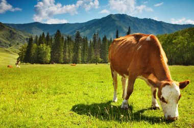 Grazing cow clipart