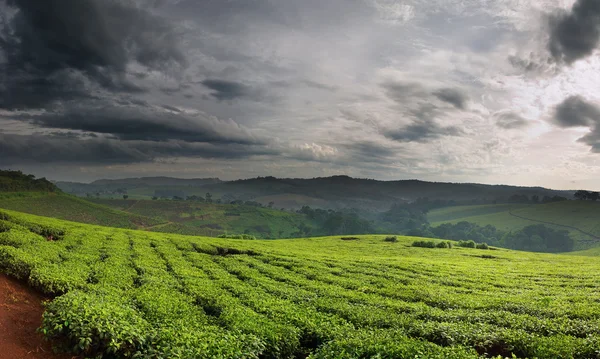 Piantagione di tè — Foto Stock