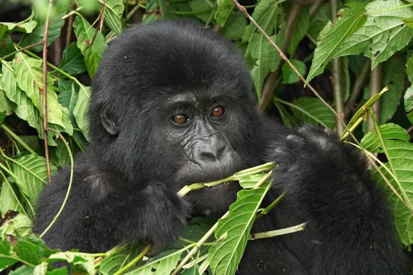 stock image Eastern mountain gorilla
