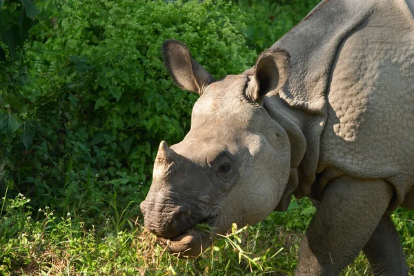 Asiatic rhinoceros — Stock Photo, Image