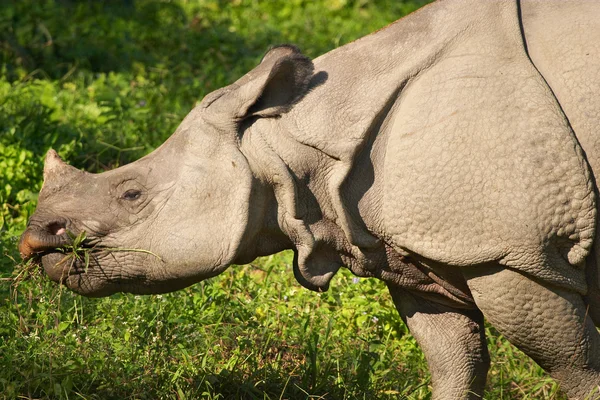 Азиатский носорог — стоковое фото