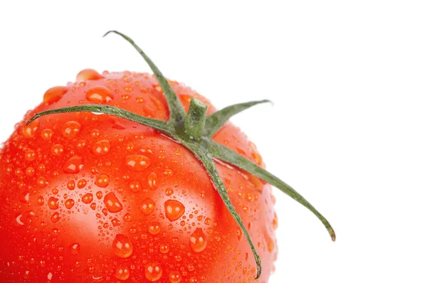 Tomat närbild — Stockfoto