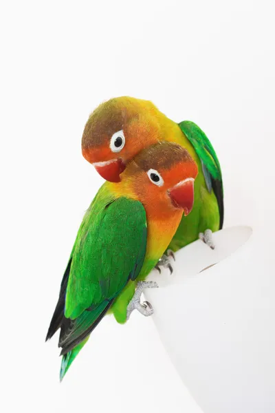 Lovebirds — Stock Photo, Image