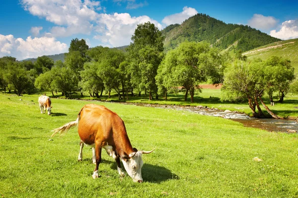 Legeltetett tehenek — Stock Fotó