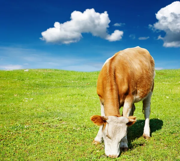 Vaca de pastoreo —  Fotos de Stock