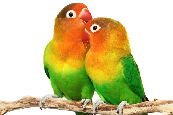 Featured image of post Love Birds Photos Free Download