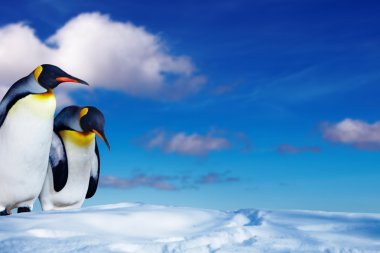 Two penguins in the snow clipart