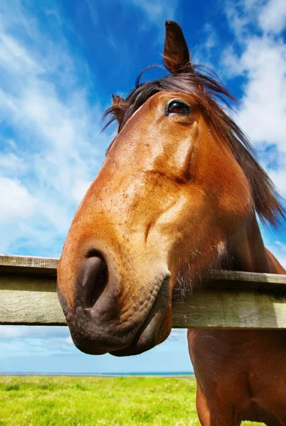 Cabeça de cavalo close-up — Fotografia de Stock