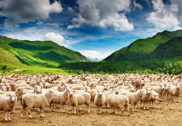 Troupeau de moutons — Photo