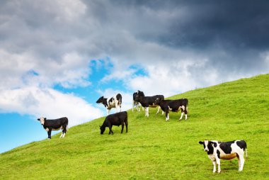 Grazing calves clipart