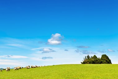 Green field and blue sky clipart