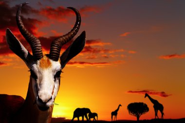 African nature concept clipart