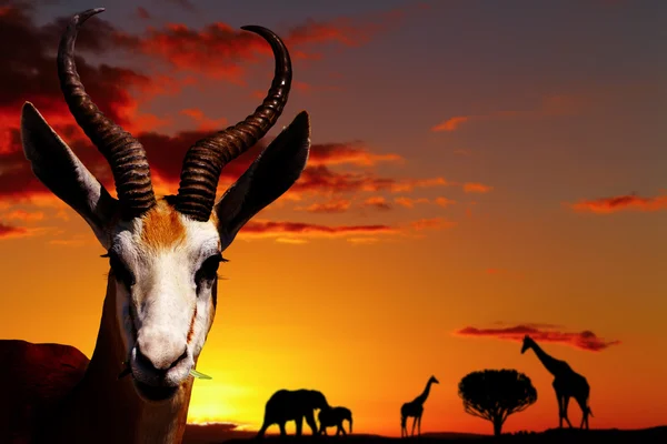 Afrikaanse natuur concept — Stockfoto