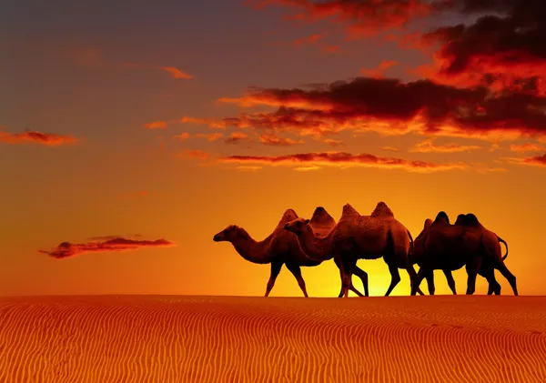 Desert fantasy, camels walking — Stock Photo, Image