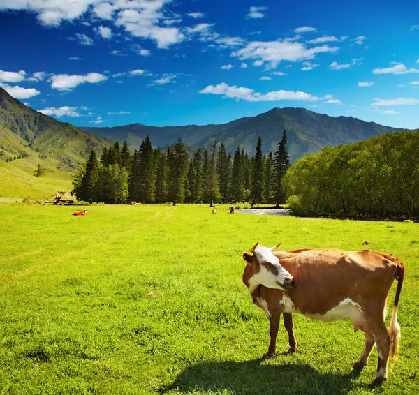 Пасущаяся корова — стоковое фото