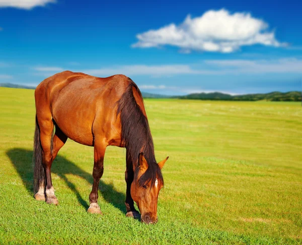 吃草的马 — 图库照片