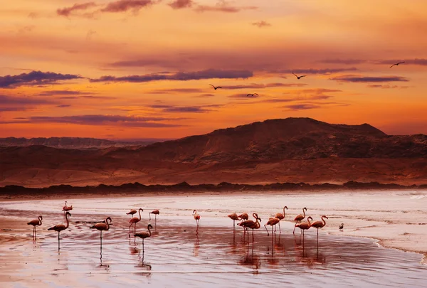 Gün batımında sahilde Flamingo — Stok fotoğraf