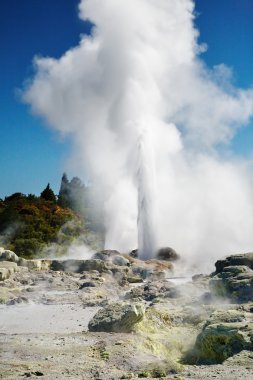 Pohutu Geyser, New Zealand clipart