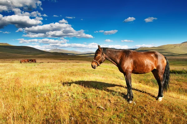 Cavalo de engomar — Fotografia de Stock