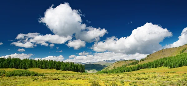 Пейзаж з лісом і блакитним небом — стокове фото