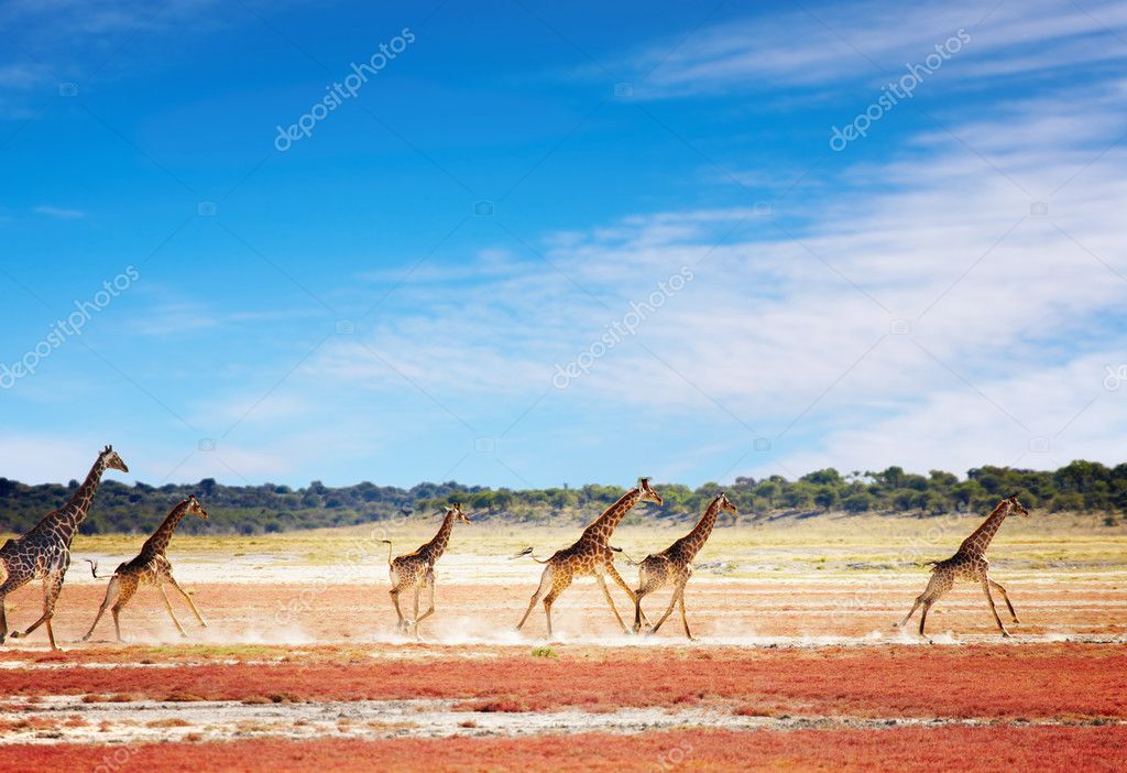 Thirsty Giraffes, Etosha National Park, Namibia загрузить