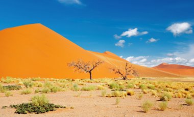 Namib Desert clipart