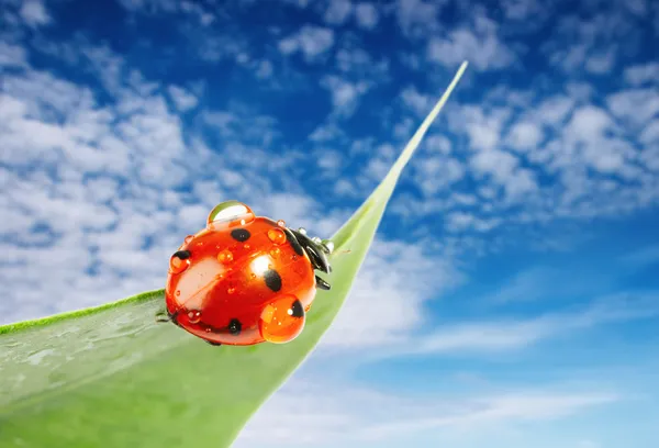 Lieveheersbeestje op groen blad — Stockfoto