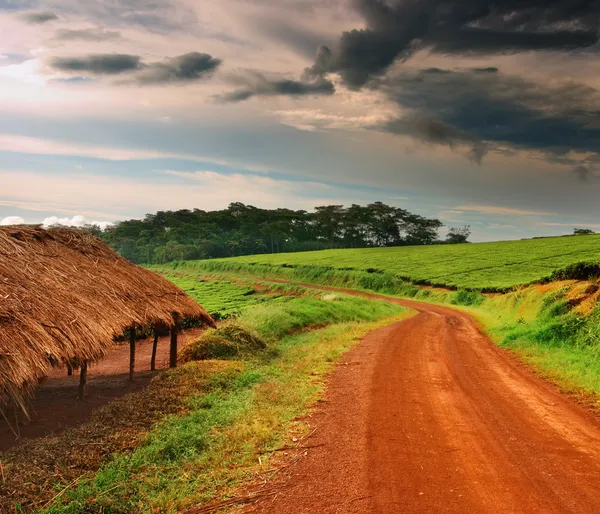 Çay plantasyon Uganda — Stok fotoğraf