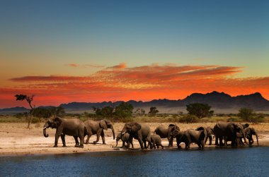 Herd of elephants in african savanna clipart