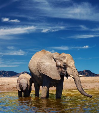 Elephants at watering clipart