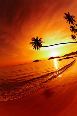 Tropical beach at sunset clipart