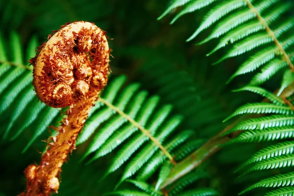 Unravelling fern frond closeup — Stock Photo, Image