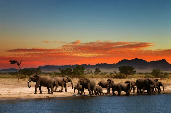 Herd of elephants in african savanna Royalty Free Stock Images