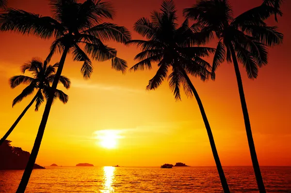 Silhueta de palmeiras ao pôr do sol — Fotografia de Stock