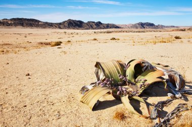 Welwitschia Mirabilis in Namib Desert clipart