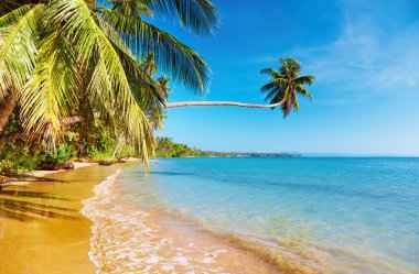 Tropical beach clipart