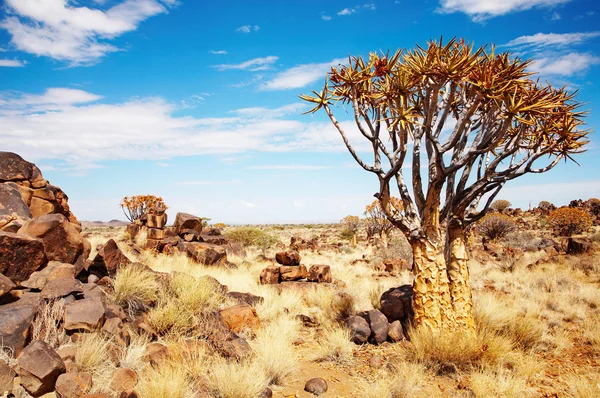 Namibia paisaje — Foto de Stock