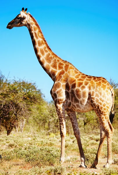 Wilde giraf — Stockfoto